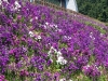 김천시, 부항댐이 숙근아스타 꽃으로 물들이다.