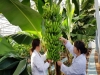 달성군농업기술센터, 시험재배 바나나 첫 수확