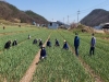 경북 농축산유통국 직원 20명 의성 마늘농가에서 일손돕기