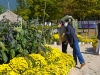 경주엑스포 공원 국화 꽃밭에 사과․고추․토마토․가지도 산다구요?