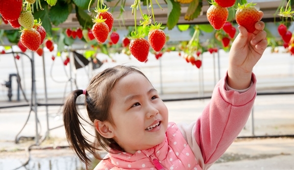 칠곡군, 수확은 언제나 즐거운 것이여…딸기 따는 동심