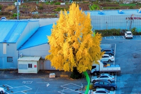 아스팔트 주차장에 찾아온 가을…차량과 은행의 절묘함!!!