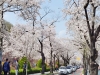 달성군, 만발한 벚꽃의 향연…옥포 벚꽃 축제 열려