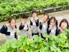성주교육지원청 가천초 병설유치원, 딸기 따기 체험학습!